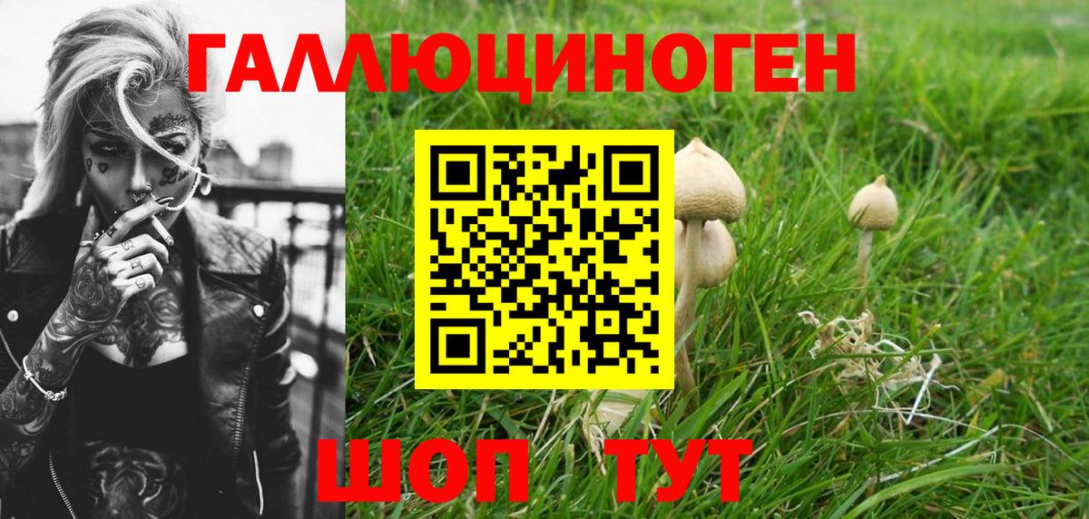 Галлюциногенные грибы Psilocybe Туапсе